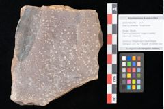 Foto (Objekt + Etikett) von Quercus palaeoilex Ettingshausen (NHMW-GEO-2024-0188-0780)